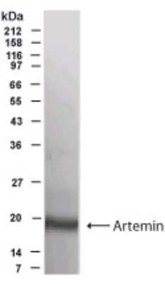 Anti-Artemin Antibody