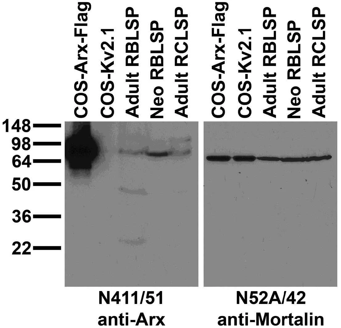 Anti-Arx Antibody - Image 3
