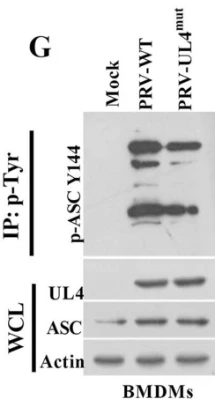 Anti-Asc (Tyr-144), Phosphospecific Antibody - Image 3