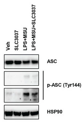 Anti-Asc (Tyr-144), Phosphospecific Antibody - Image 4