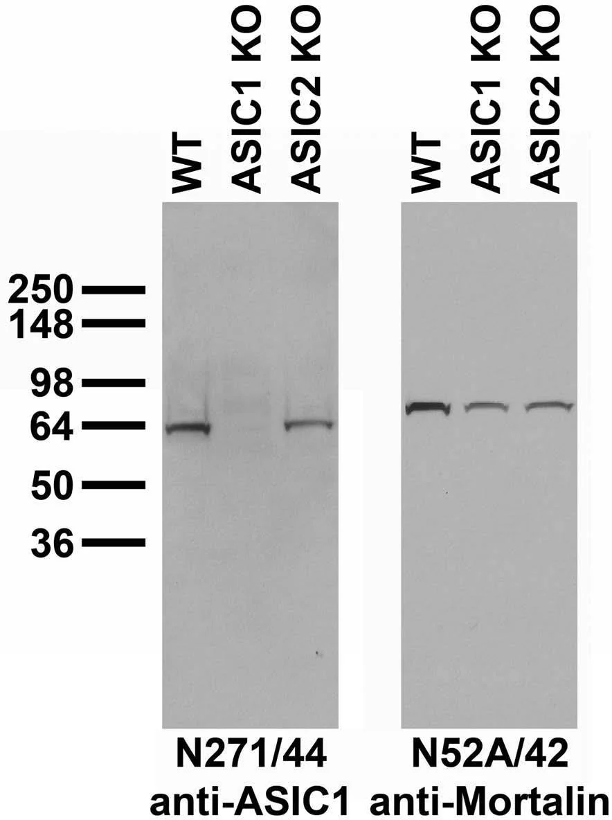 Anti-ASIC1 Antibody - Image 3