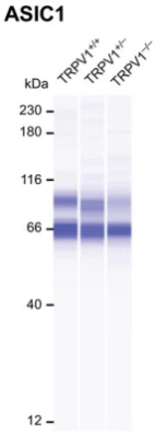 Anti-ASIC1 Antibody - Image 4