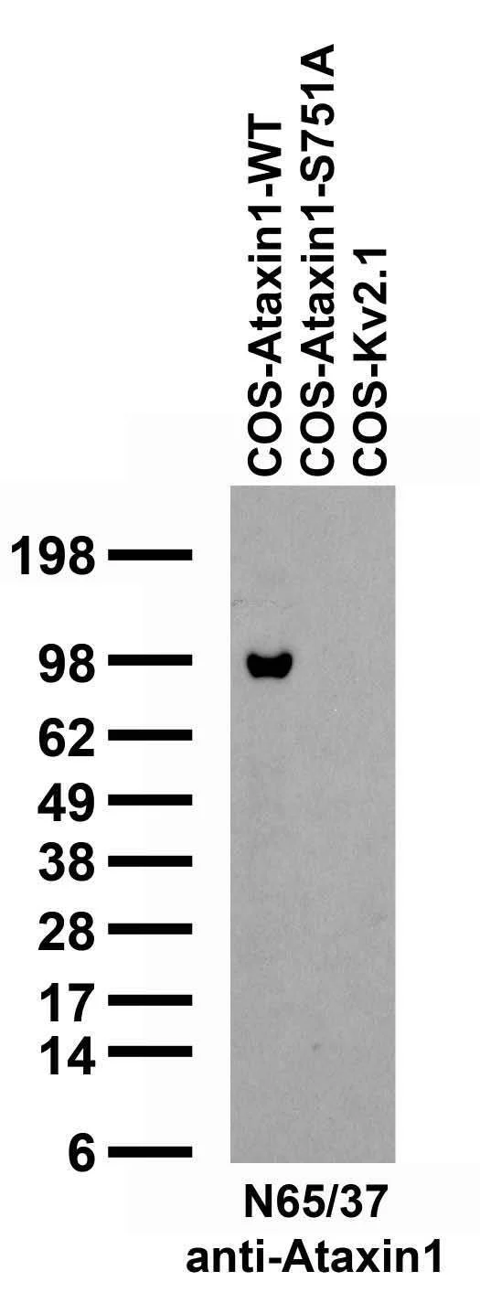 Anti-Ataxin-1, WT Antibody - Image 2