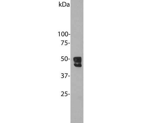 Anti-Ataxin-2 binding protein 1 (A2BP1/Fox1) Antibody