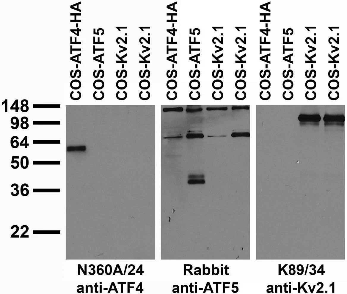 Anti-ATF4 Antibody - Image 2