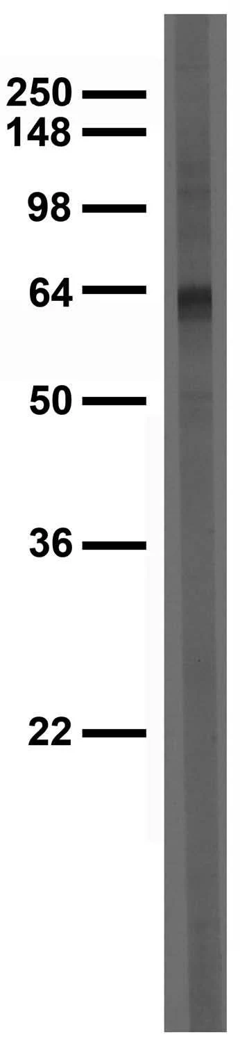 Anti-ATF4 Antibody - Image 3
