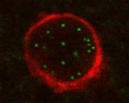 Anti-Autophagy protein 5 (ATG5) Antibody