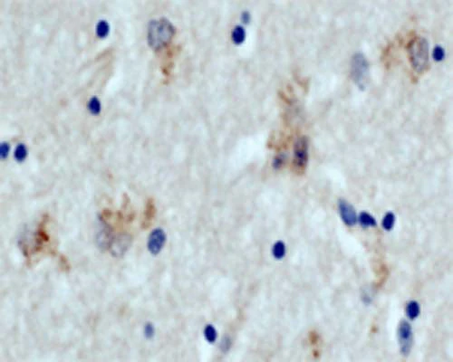 Anti-Autophagy protein 5 (ATG5) Antibody - Image 2