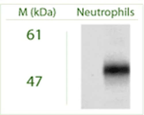 Anti-Autophagy protein 5 (ATG5) Antibody - Image 3