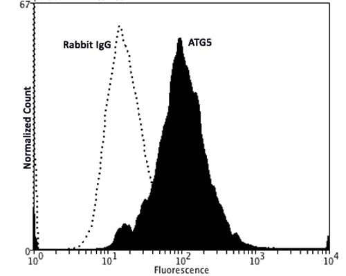 Anti-Autophagy protein 5 (ATG5) Antibody