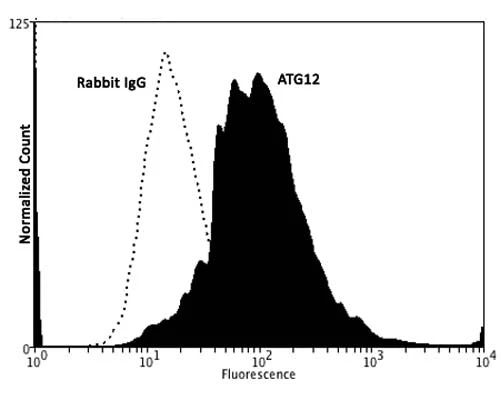 Anti-Autophagy-related protein 12 (ATG12) Antibody