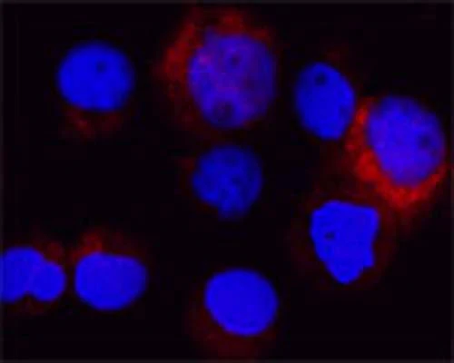 Anti-Autophagy-related protein 16-1 (ATG16 L1) Antibody