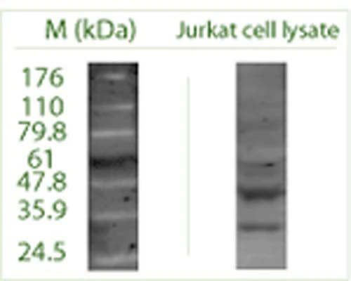 Anti-Autophagy-related protein 16-1 (ATG16 L1) Antibody - Image 2