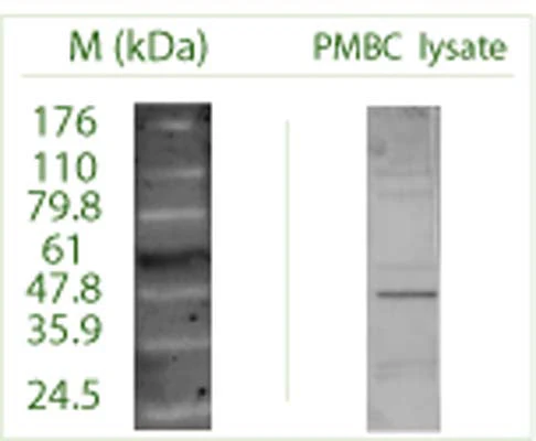 Anti-Autophagy-related protein 16-1 (ATG16 L1) Antibody - Image 3