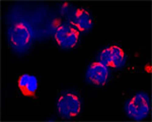 Anti-Autophagy-related protein 3 (ATG3) Antibody