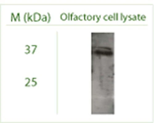 Anti-Autophagy-related protein 3 (ATG3) Antibody - Image 3