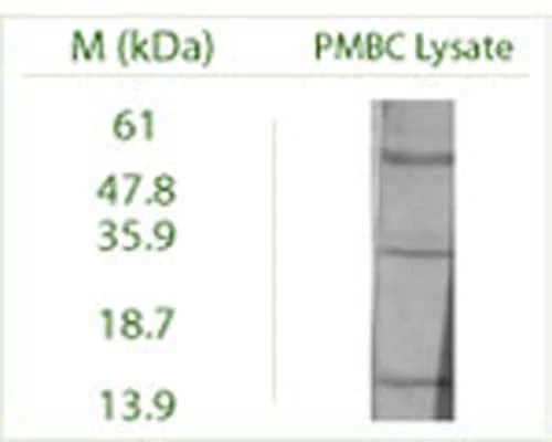 Anti-Autophagy-Related Protein 4 Homolog B (APG4B) Antibody