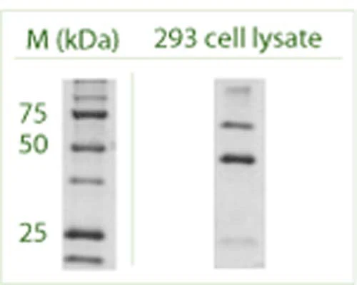 Anti-Autophagy-Related Protein 4 Homolog B (APG4B) Antibody - Image 2