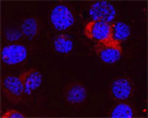 Anti-Autophagy-related protein 4 homolog C (ATG4C) Antibody