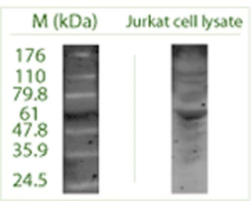 Anti-Autophagy-related protein 4 homolog C (ATG4C) Antibody - Image 2