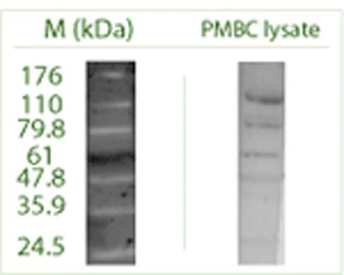 Anti-Autophagy-related protein 4 homolog C (ATG4C) Antibody - Image 3
