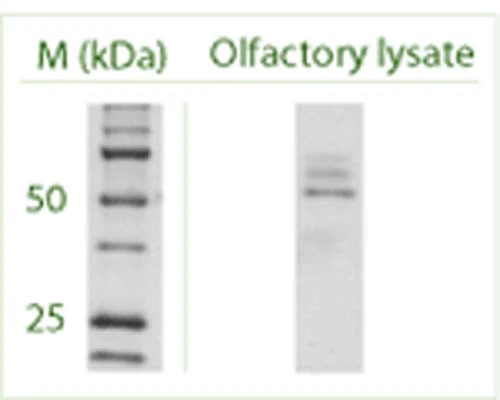 Anti-Autophagy-related protein 4 homolog C (ATG4C) Antibody - Image 4