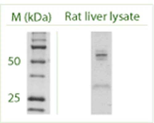 Anti-Autophagy-related protein 4 homolog C (ATG4C) Antibody - Image 5