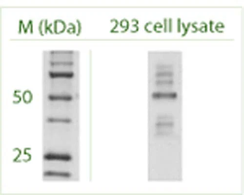 Anti-Autophagy-related protein 4 homolog C (ATG4C) Antibody - Image 6
