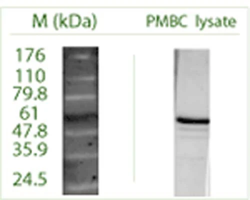 Anti-Autophagy-related protein 7 (ATG7) Antibody - Image 2