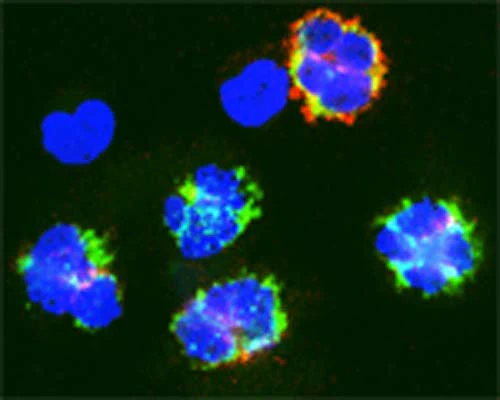 Anti-Autophagy-related protein 7 (ATG7) Antibody - Image 3