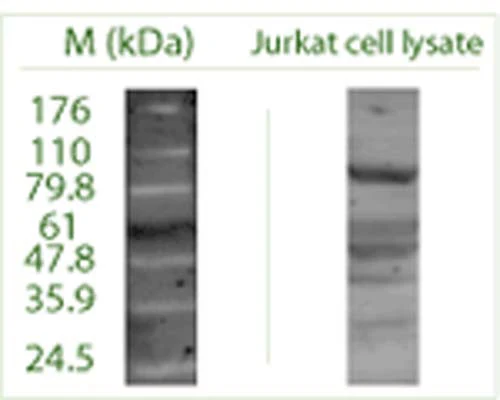 Anti-Autophagy-Related Protein 9A (ATG9A) Antibody - Image 2