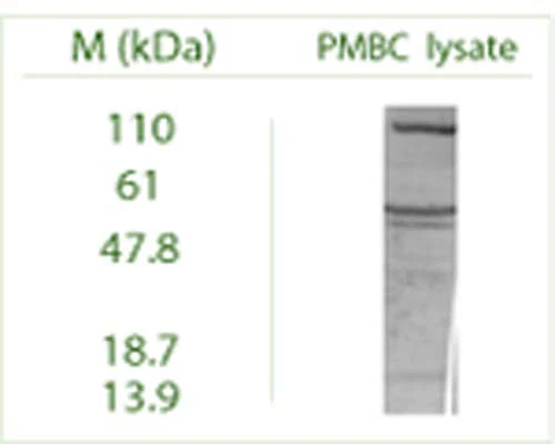 Anti-Autophagy-Related Protein 9A (ATG9A) Antibody - Image 3