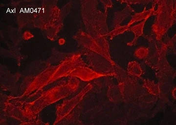 Anti-Axl/UFO (Extracellular region) Antibody - Image 2
