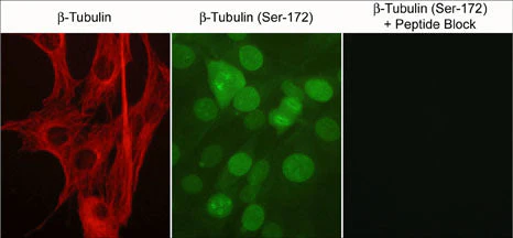 Anti-β-Tubulin (Ser-172), Phosphospecific Antibody - Image 2