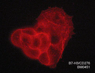 Anti-B7-H3/CD276 (Extracellular region) Antibody - Image 2
