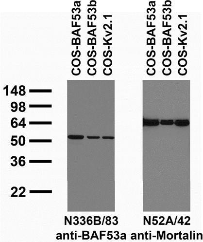 Anti-BAF53a Antibody