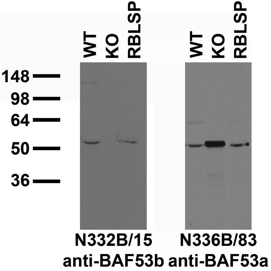 Anti-BAF53b Antibody - Image 2