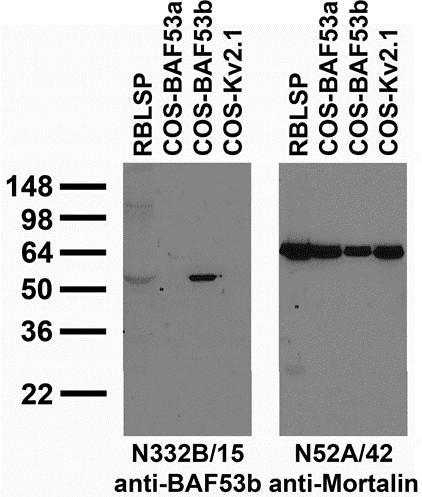 Anti-BAF53b Antibody - Image 3
