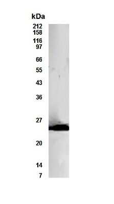 Anti-Bcl10 Antibody