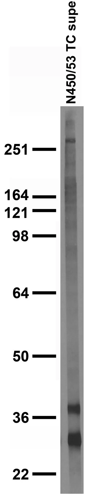 Anti-BDNF Antibody - Image 2