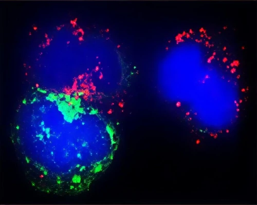 Anti-Beclin-1 Antibody
