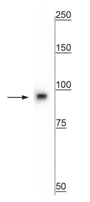 Anti-beta Catenin Antibody - Image 2