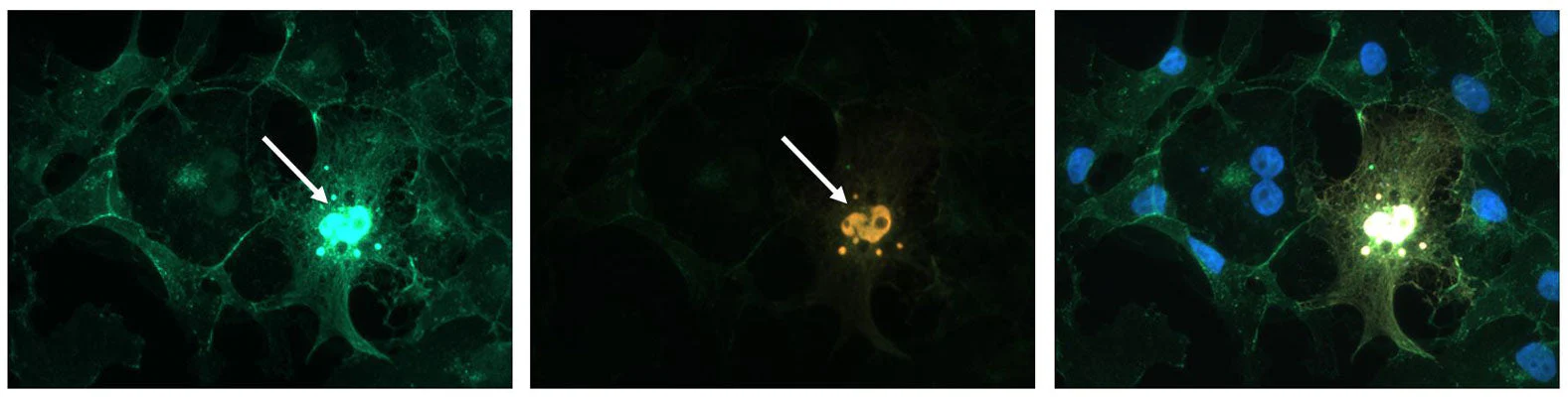 Anti-Beta-Catenin antibody