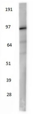 Anti-Beta-Catenin antibody - Image 3