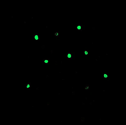 Anti-Beta-Gal (Beta-Galactosidase, LacZ) Antibody - Image 2