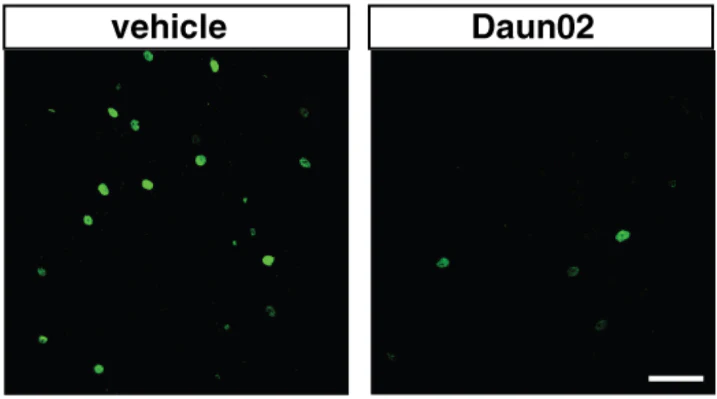 Anti-Beta-Gal (Beta-Galactosidase, LacZ) Antibody - Image 3