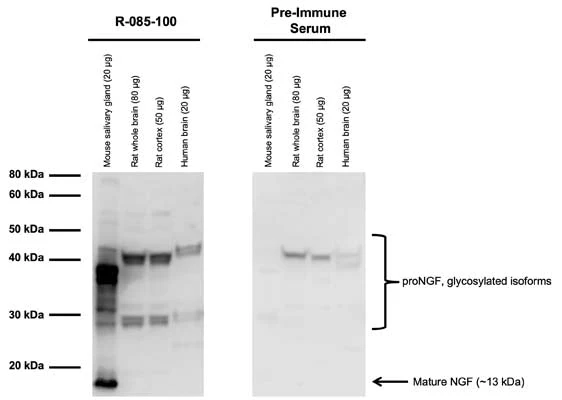 Anti-Beta-nerve growth factor (beta-NGF) Antibody