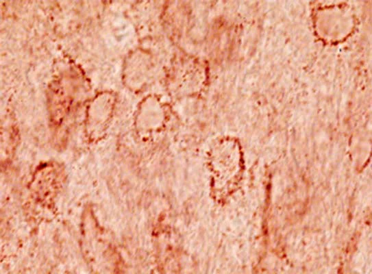 Anti-Beta-synuclein Antibody - Image 2