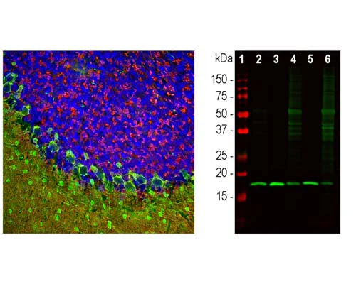 Anti-Beta-Synuclein Antibody