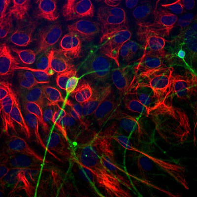 Anti-Beta-Tubulin 3 (TUJ) Antibody